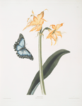 Amaryllis crocata - Papilio nestor branil