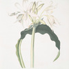 Amaryllis aulica