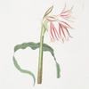 Crinum ornatum