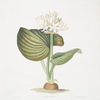 Pancratium amboinense