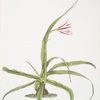 Crinum yuccæides
