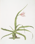 Crinum yuccæides
