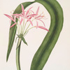 Crinum cruentum
