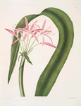Crinum cruentum