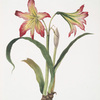 Amaryllis psittacina [Parrotlily, Parrot flower, Red parrot beak, New Zealand Christmas bell]