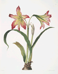 Amaryllis psittacina [Parrotlily, Parrot flower, Red parrot beak, New Zealand Christmas bell]