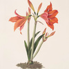 Amaryllis reginaæ [Mexican Lily, Amaryllis]