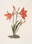 Amaryllis reginaæ [Mexican Lily, Amaryllis]
