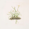 1. Zephyranthes tubispatha 2. Zephyranthes Candida