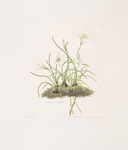 1. Zephyranthes tubispatha 2. Zephyranthes Candida