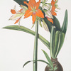 Amaryllis fulgida