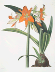 Amaryllis fulgida