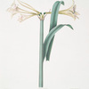 Amaryllis Harrisoni