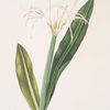 Pancratium amænum