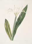 Pancratium amænum