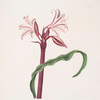 Crinum zeylanicum [Ceylon swamplily, Milk-and wine lily]