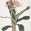 Crinum hybridum, Pedunculatum & Zeylanicum