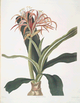 Crinum hybridum, Pedunculatum & Zeylanicum