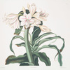 Crinum scabrum