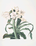 Crinum scabrum