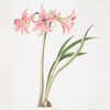Amaryllis stilosa