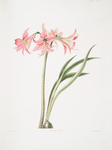 Amaryllis stilosa