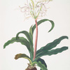 Crinum erubescens