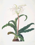 Crinum erubescens