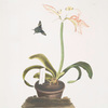 Amaryllis miniata