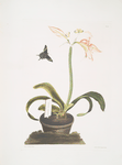 Amaryllis miniata
