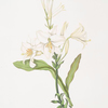 Lilium candidum
