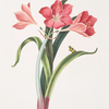 Amaryllis purpurea (major)