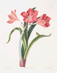 Amaryllis purpurea (major)