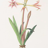 Amaryllis vittata (minor)