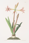 Amaryllis vittata (minor)