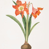 Amaryllis equestris (major)