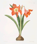 Amaryllis equestris (major)