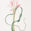 Amaryllis longifolia (glauca)