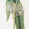 Crinum declinatum
