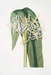 Crinum declinatum