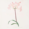 Amaryllis belladonna