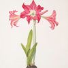 Amaryllis solandriflora var. or Amaryllis Johnsoni