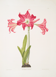 Amaryllis solandriflora var. or Amaryllis Johnsoni