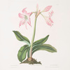 Amaryllis steilatafolia