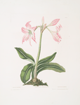 Amaryllis steilatafolia