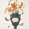 Lilium tigrinum