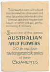Sowerboea juncea (Corn flower).