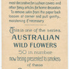 Anigozanthus [anigozanthos] manglesii (Kangaroo Paw).