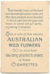 Helichrysum semipaposum [semipapposum](Everlastings).
