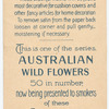 Lythrium [lythrum] salicaria (Purple Loose-strife).